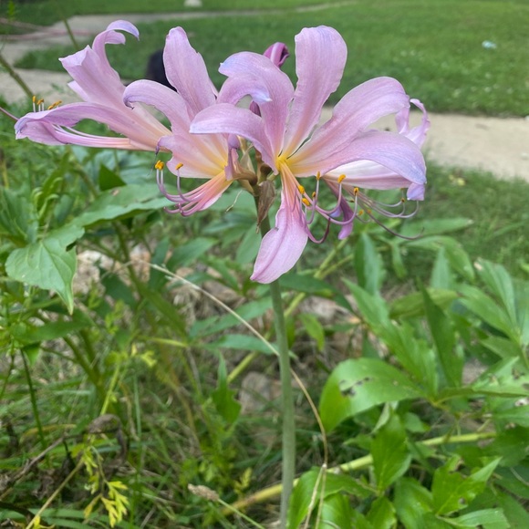 Meet your Posher, Denise - Picture 2 of 5